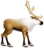 Jointed Reindeer