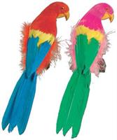 Tropical Parrots