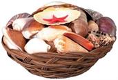 Shell Basket