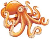 Jointed Octopus