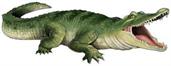 Jointed Crocodile