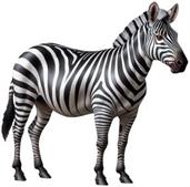 Jointed Zebra