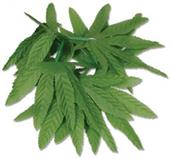 Tropical Fern Leaf Wristlet/Anklet