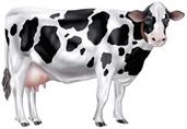 Jointed Cow