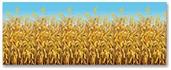 Cornstalks Backdrop