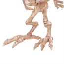 Owl Skeleton Decoration
