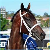 Breyer Traditional 1:9 Scale Model Horse | Winx Australian Racehorse