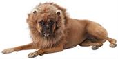 King of the Jungle Lion Man Dog Costume