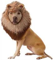 Lion Dog Pet Costume