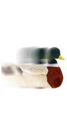 Duck Dynasty 8.5" Talking Duck Plush