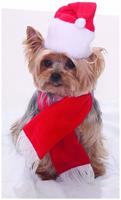 Santa Christmas Pet Costume